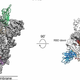 The top and side view of the 2019-nCoV’s spike protein